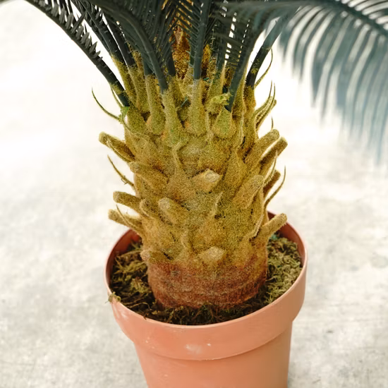 80cm Height Indoor Outdoor Garden Ornaments Mini Artificial Cycads Bonsai Tree for Home Decoration
