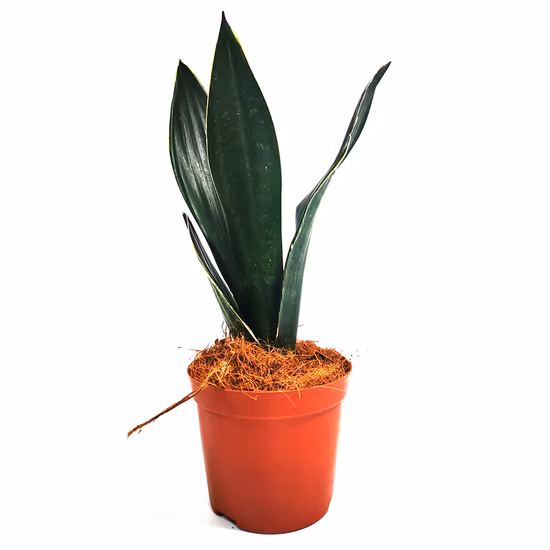 Sansevieria Superba Laurantii Compacta Ornamental Plant Snake Plant Live Plant Bonsai for Home Decoration