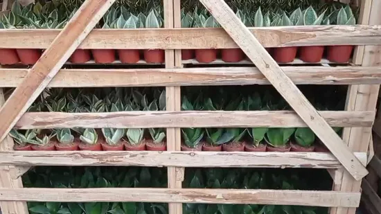 60-70cm Height Sansevieria Laurentii Snake Plants Potted Outdoor Flower Bonsai